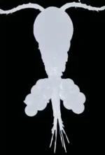 Apocyclops panamensis - Image 2
