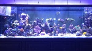 The Monstrosity and it's evolution