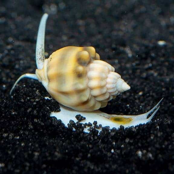 lg_tongan_nassarius_snail-1-1-1-1.jpg XL Tongan Nassarius Snail - Image 1