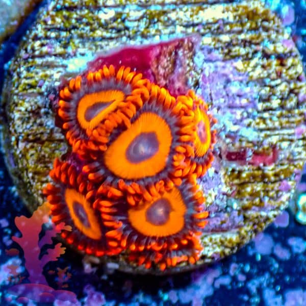 Orange Oxide Orange Oxide - WYSIWYG - 9001015 - Image 1