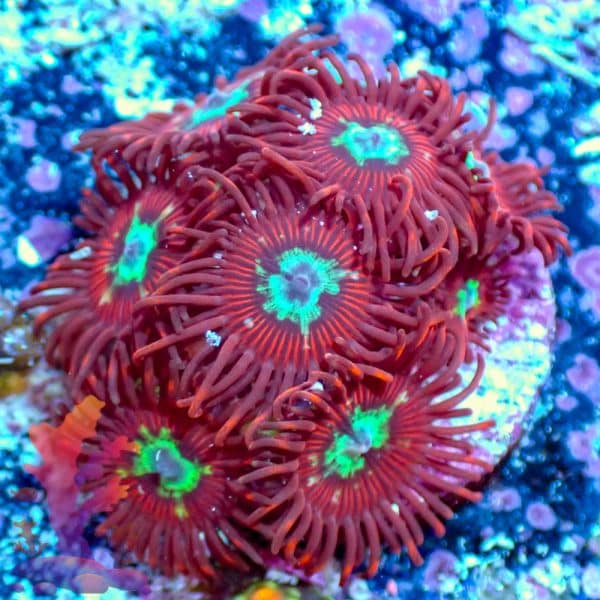 Hot Shots - WYSIWYG - 9001025 - Image 1