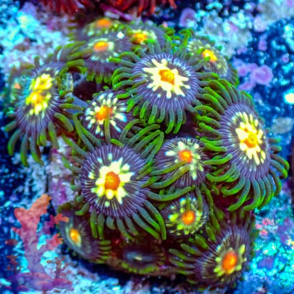 Stargazers - WYSIWYG - 9001026 - Image 1