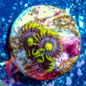 RR Krakens - WYSIWYG - 9001036