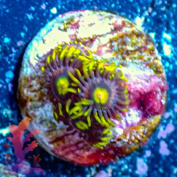 RR Krakens - WYSIWYG - 9001036 - Image 1