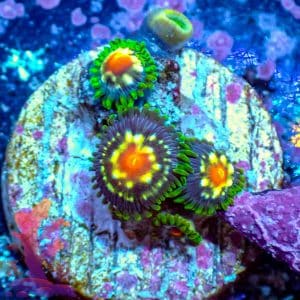 Stargazers - WYSIWYG - 9001043