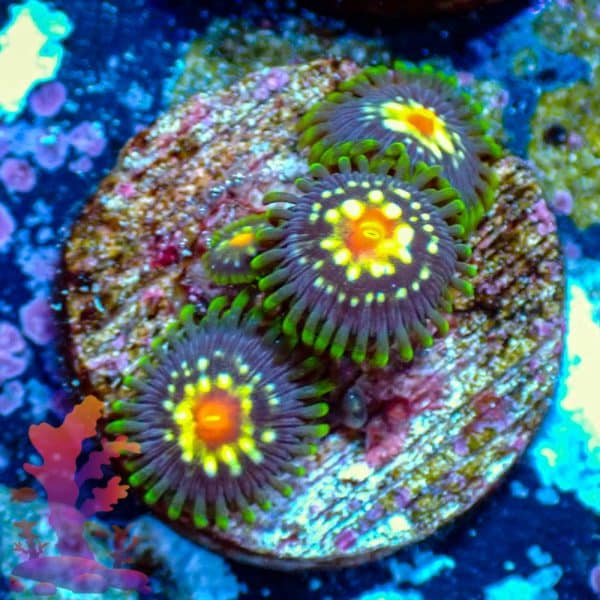 Stargazers - WYSIWYG - 9001044 - Image 1