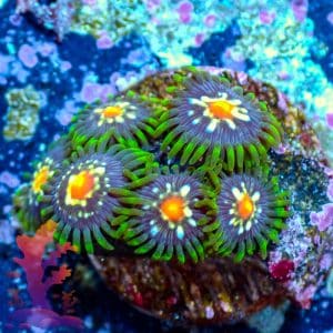 Stargazers - WYSIWYG - 9001045