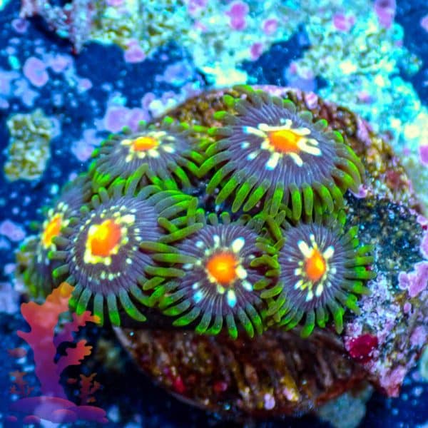 Stargazers - WYSIWYG - 9001045 - Image 1
