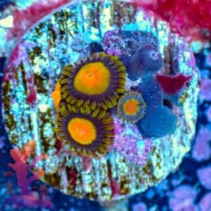 Tutti Fruitti - WYSIWYG - 9001049