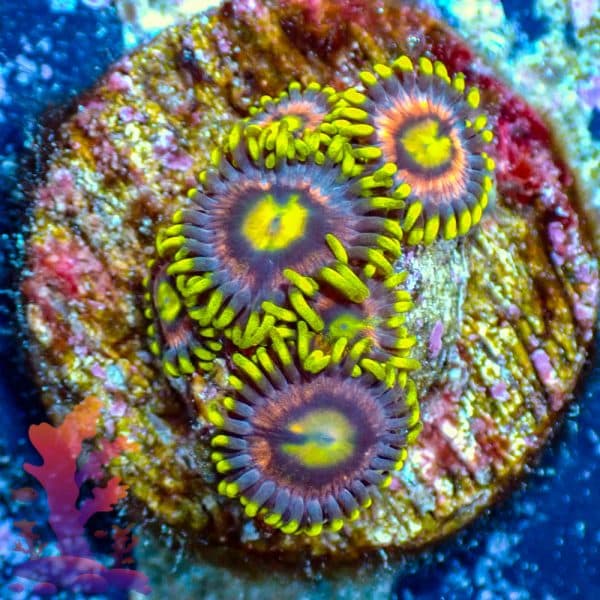 RR Krakens RR Krakens - WYSIWYG - 9001051 - Image 1