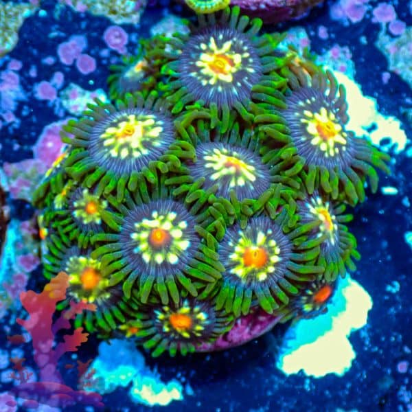Stargazers Stargazers - WYSIWYG - 9001065 - Image 1