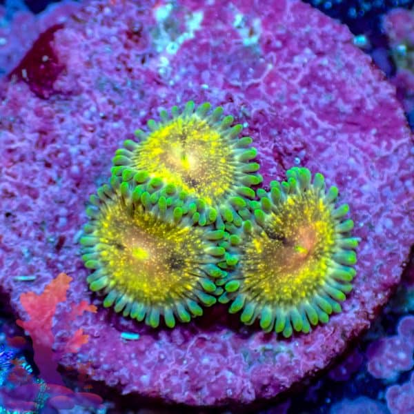 Stardust Zoas - WYSIWYG - 9001067 - Image 1