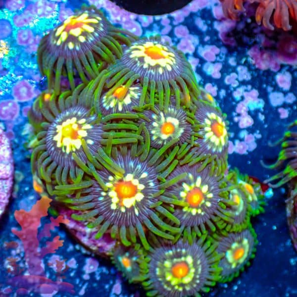 Stargazers Stargazers - WYSIWYG - 9001069 - Image 1
