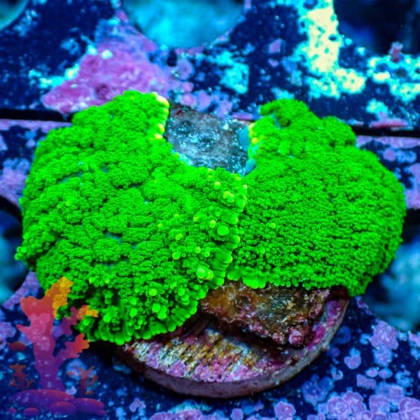 Neon Green Mushrooms Neon Green Mushrooms - WYSIWYG - 9001090 - Image 1