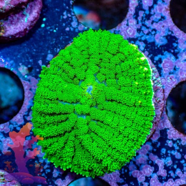 Neon Green Mushroom Neon Green Mushroom - WYSIWYG - 9001091 - Image 1