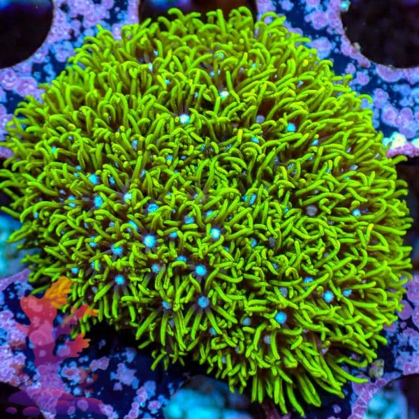 Neon Green Star Polyps Neon Green Star Polyps - WYSIWYG - 9001094 - Image 1