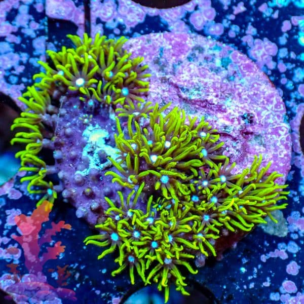 Neon Green Star Polyps - WYSIWYG - 9001095 - Image 1