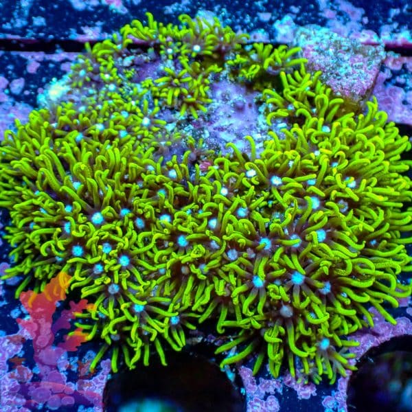 Neon Green Star Polyps - WYSIWYG - 9001096 - Image 1