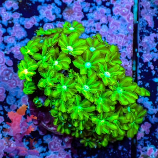 Neon Green Pipe Organ Neon Green Pipe Organ - WYSIWYG - 9001097 - Image 1