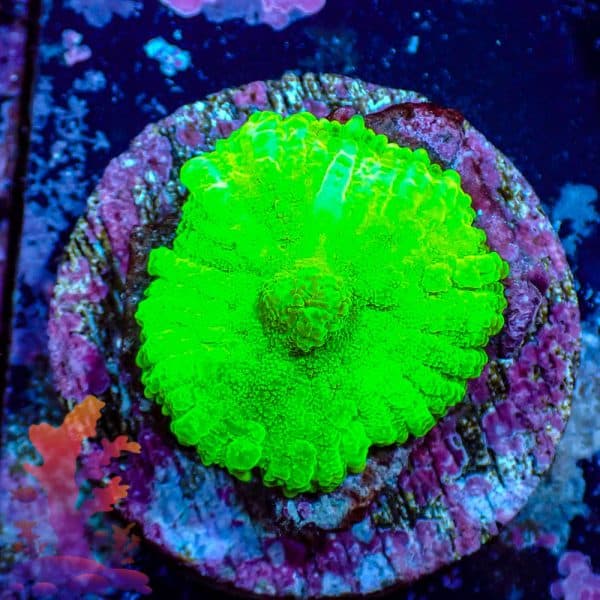 Neon Green Mushroom Neon Green Mushroom - WYSIWYG - 9001099 - Image 1