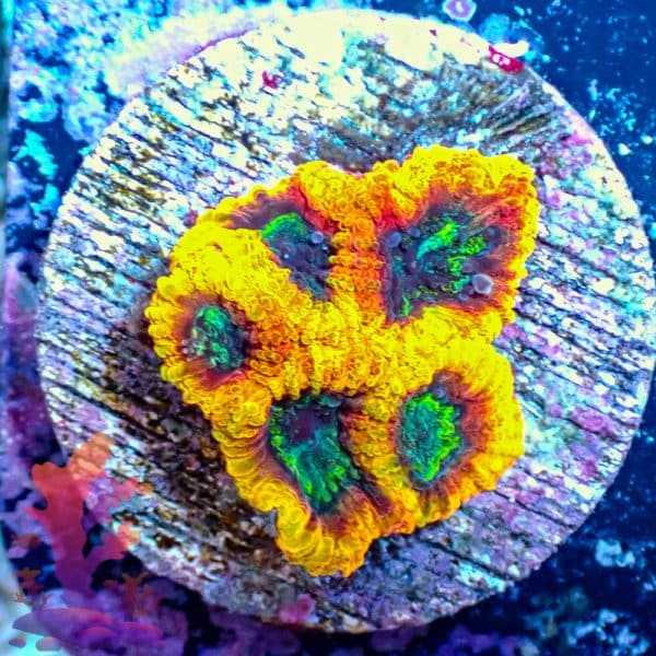 Yellow Submarine Favia Yellow Submarine Favia - WYSIWYG - 9001101 - Image 1