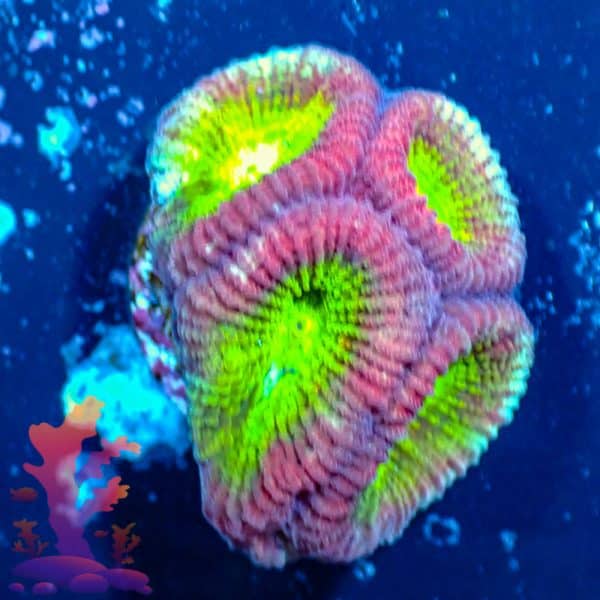 WWC Fantasmo Favia WWC Fantasmo Favia - WYSIWYG - 9001102 - Image 1