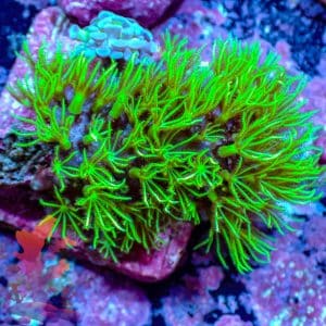 Mint Green Star Polyps - WYSIWYG - 9001104