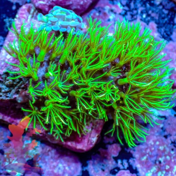 Mint Green Star Polyps - WYSIWYG - 9001104 - Image 1