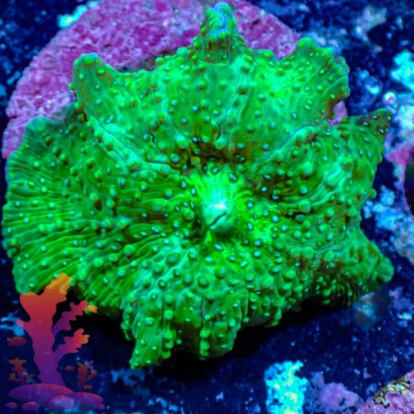 Green Disco Mushroom - WYSIWYG - 9001105 - Image 1