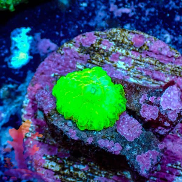 Neon Green Mushroom Neon Green Mushroom - WYSIWYG - 9001106 - Image 1
