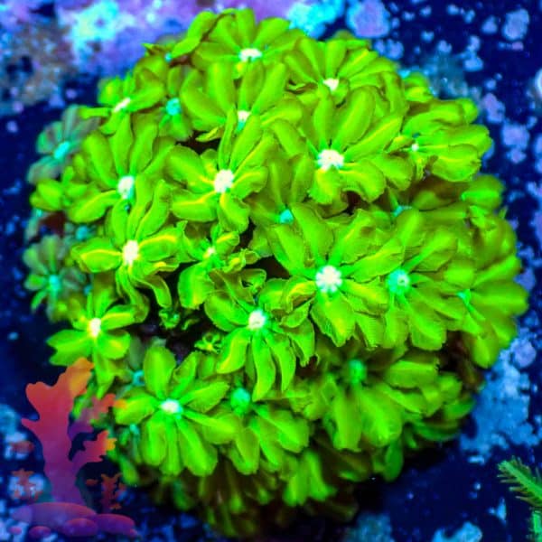 Neon Green Pipe Organ - WYSIWYG - 9001111 - Image 1