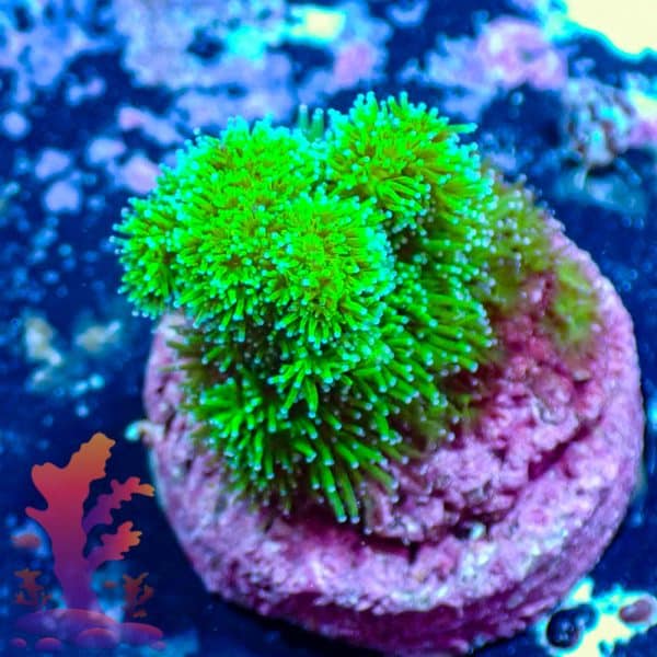 Neon Green Poccilipora - WYSIWYG - 9001114 - Image 1