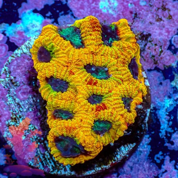 Yellow Submarine Favia Yellow Submarine Favia - WYSIWYG - 9001115 - Image 1