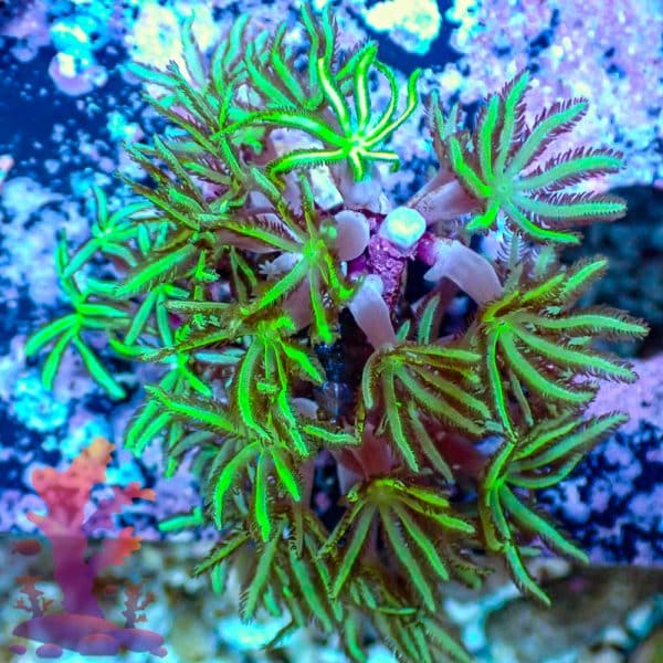 Pipe Organ Coral Pipe Organ Coral - WYSIWYG - 9001117 - Image 1