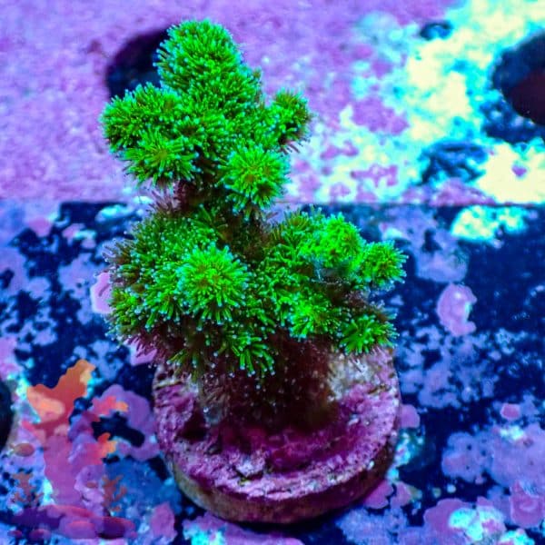 Neon Green Poccilipora Neon Green Poccilipora - WYSIWYG - 9001118 - Image 1