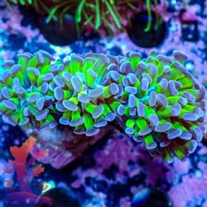 Branching Hammer - WYSIWYG - 9001120