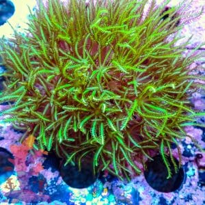 Pipe Organ Coral - WYSIWYG - 9001121