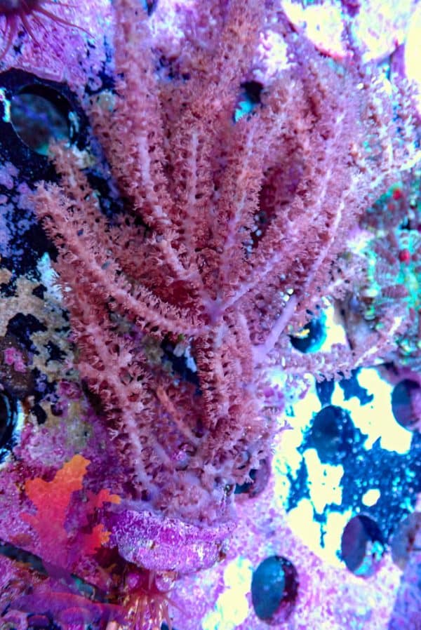 Pink Gorgonian - WYSIWYG - 9001131 - Image 1